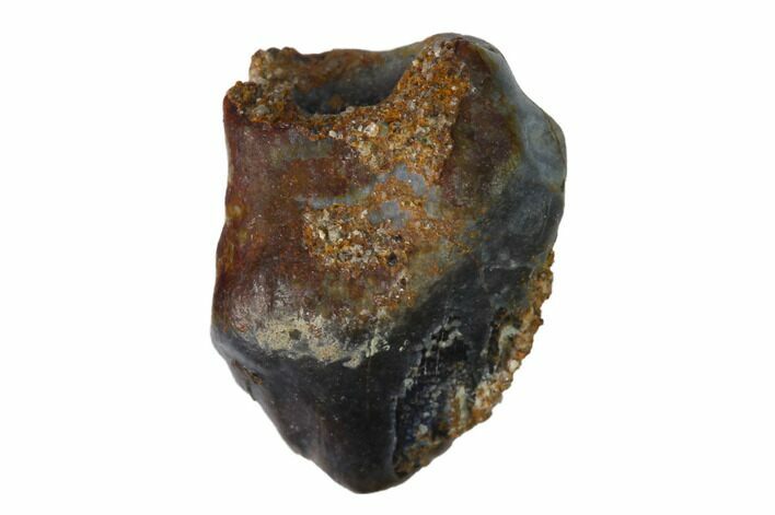 Bargain, Fossil Nodosaur Tooth - Judith River Formation #144888